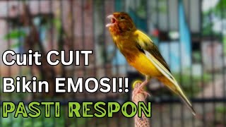 Download lagu Masteran Kenari Cuit CUIT GACOR PANJANG !! Masteran Kenari PAUD dan Pancingan Kenari MACET BUNYI mp3 Download lagu Masteran Kenari Cuit CUIT GACOR PANJANG !! Masteran Kenari PAUD dan Pancingan Kenari MACET BUNYI mp3