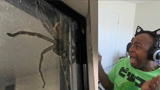 try not to get scared challenge HUGE BUG EDITION!!!