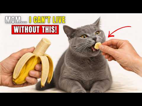 22 Human Foods That Make Your Cats Healthier… Vets Don’t Want You to Know!