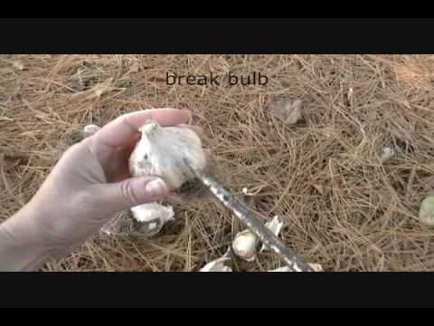 download lagu mp3 mp4 Planting Garlic In The Spring Canada, download lagu Planting Garlic In The Spring Canada gratis, unduh video klip Planting Garlic In The Spring Canada