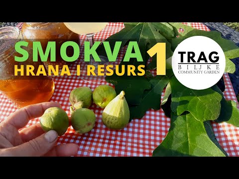 SMOKVE - HRANA I RESURS 1 (2021) [TRAG BILJKE]