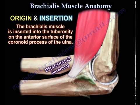 brachialis arthrosis tünetei