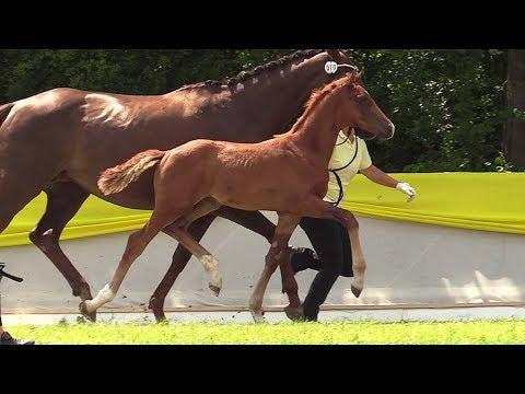 70 HF von Sezuan - Lauries Crusador xx