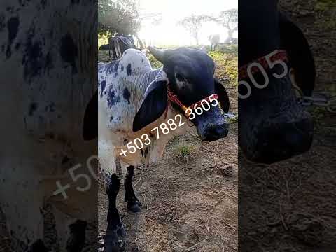 Bonito toro esta 3n Uluazapa, San Miguel