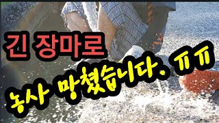 농사 망쳤습니다,장마 호우로 복숭아자두 농사 망했어요.Ruin farming by the long rainy…