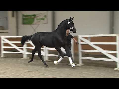 30. Meckl. Körtage 2020 - Kat.Nr. 29 Junghengst v. Fürsten Look - Caprimond/T.