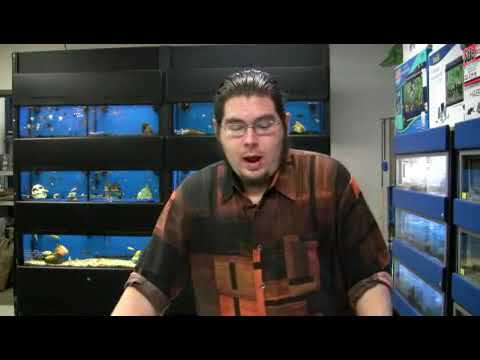 Baytril Enrofloxacin Injection