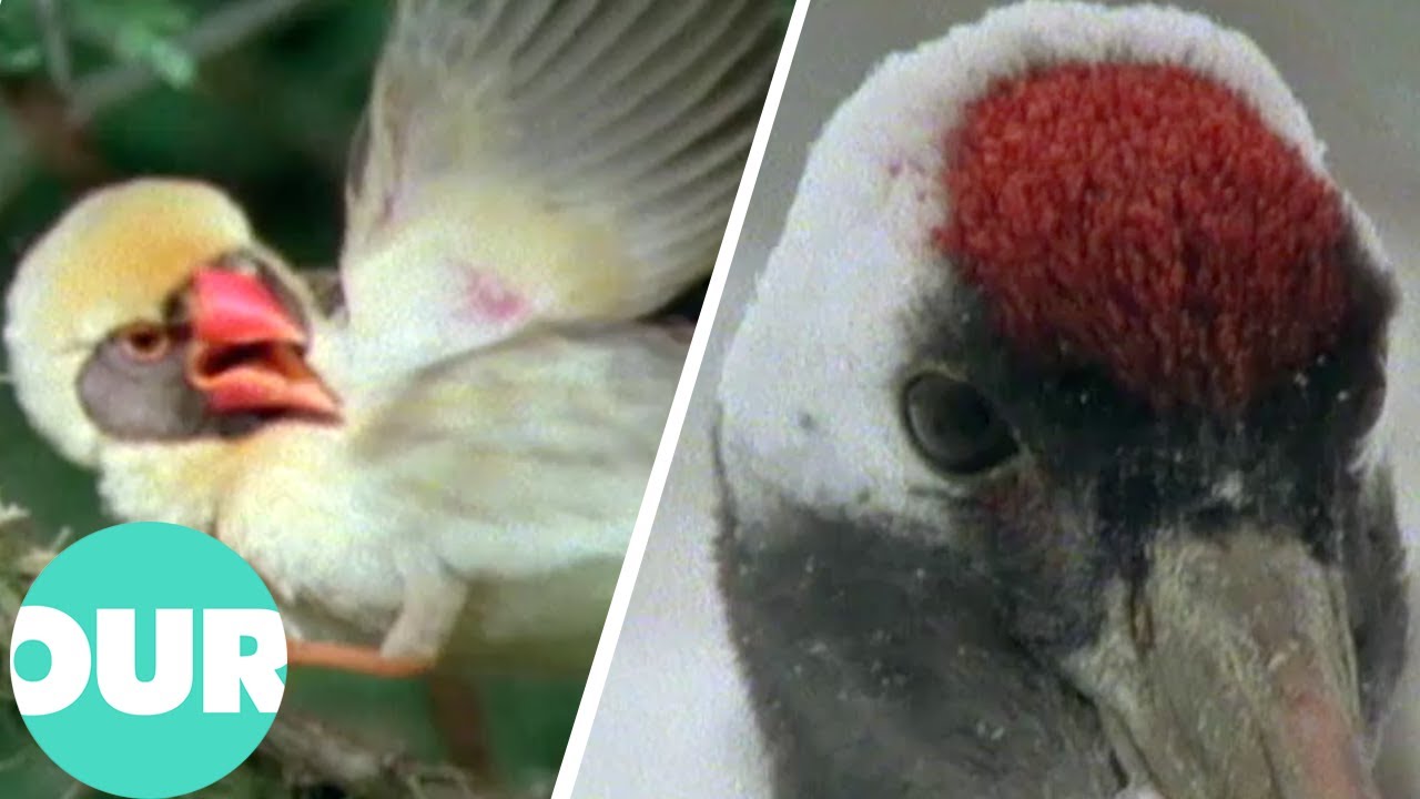 The Dazzling Display Of Birds Wooing For Mating