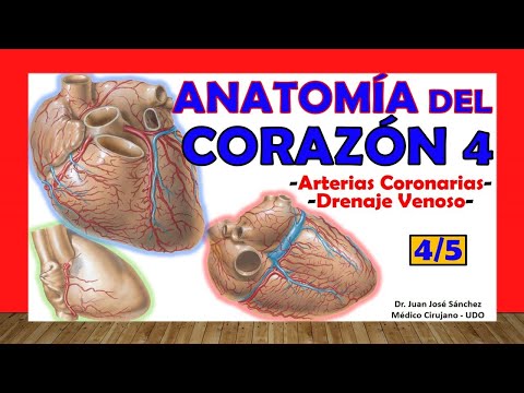 🥇 HEART Anatomy 4/5 - Coronary Arteries, Venous Drainage