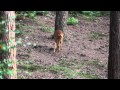 Deer in the forest 