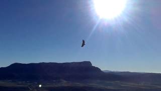 Buitres asesinos rodeándome