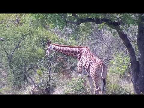 Djuma: Impalas, Giraffe, Nyalas and Waterbuck bull - 13:59 - 10/23/2022