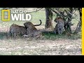 Two Leopard Sisters Mate With Same Male In Rare Video Nat Geo Wild