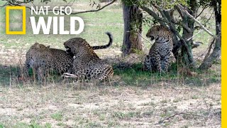 Two Leopard Sisters Mate with Same Male in Rare Video | Nat Geo Wild by Nat Geo WILD
