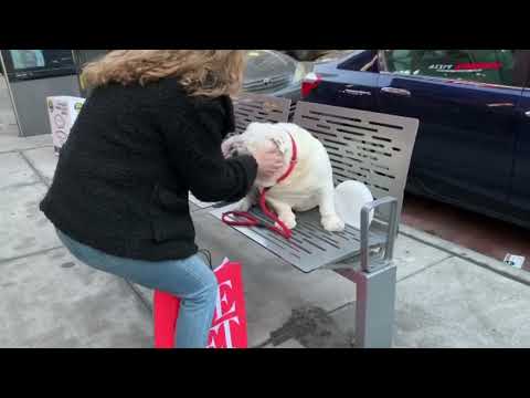 Should we start charging? #bulldog #dog #nyc