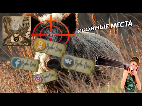 Выбор экипировки на кабана. Как правильно стрелять в кабана.