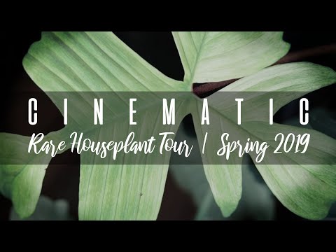 Cinematic RARE Houseplant Tour | Spring 2019 | My Indoor Jungle