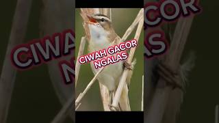 Download lagu prenjak sawah gacor, #ciblek sawah gacor, #burung #ciwah klik bren #kicaumania mp3