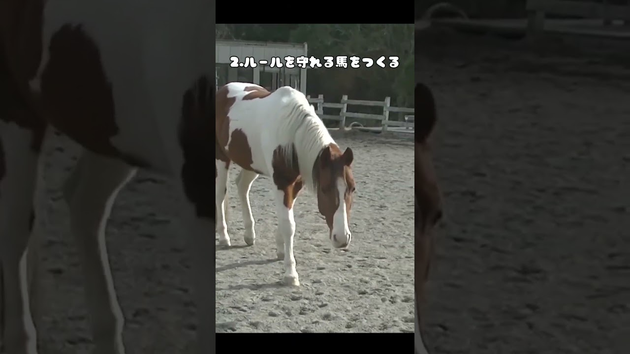 子ども達を馬に乗せる時に心掛けていること。#動物 #馬