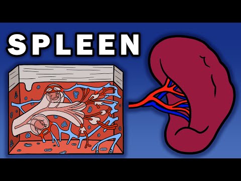 SPLEEN ANATOMY