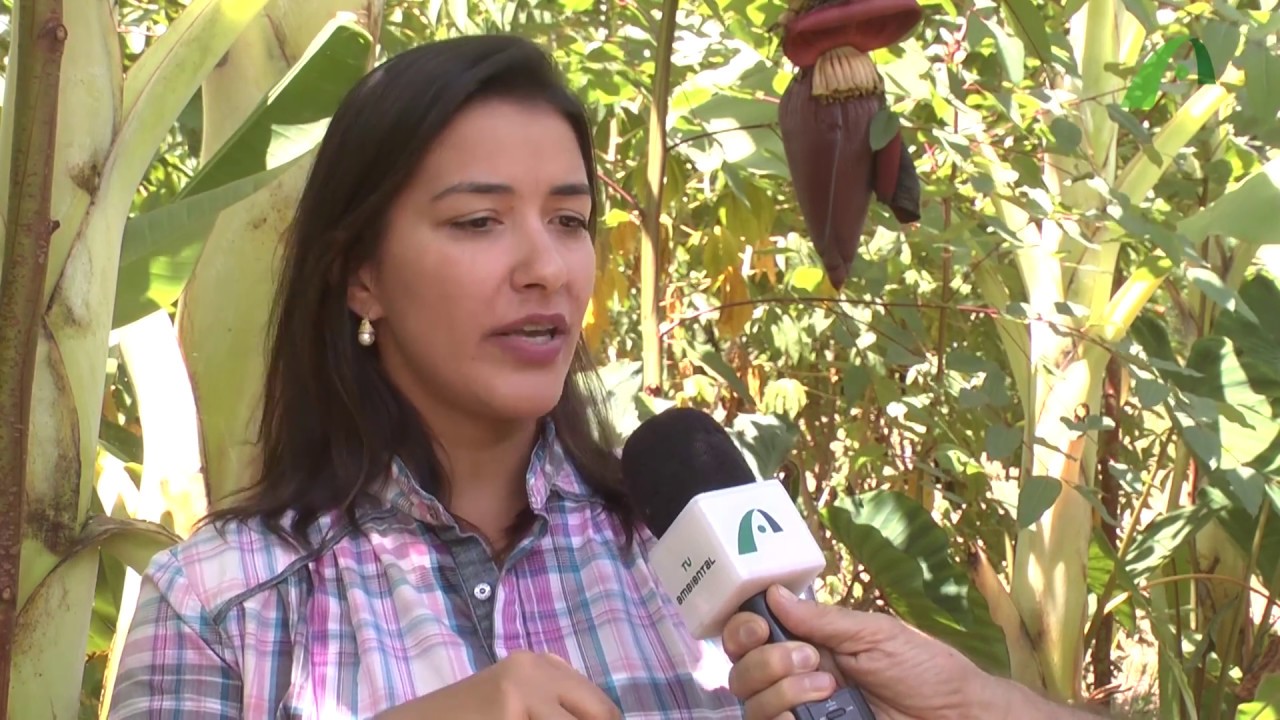 Ambiente Sustentável: Agricultura Sintrópica