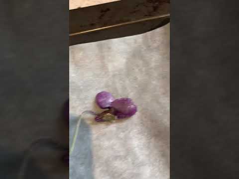 download lagu mp3 mp4 Crystallised Violets, download lagu Crystallised Violets gratis, unduh video klip Crystallised Violets