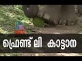 Friendly Wild Elephant In Wayanad Maniyan Elephant