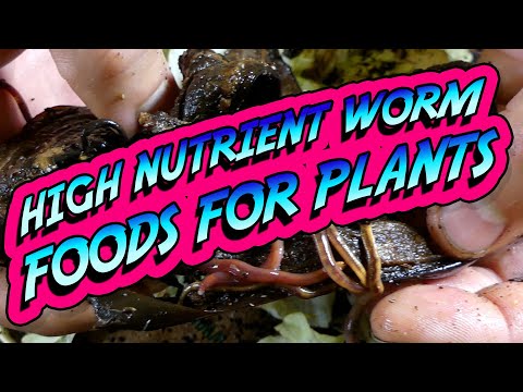 High NUTRIENT WORM FOODS for PLANTS