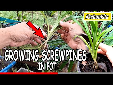 , title : 'How To Grow at home Screwpines in POT, Pandan Leaf Plant (Pandanus amaryllifolius) From Cutting'