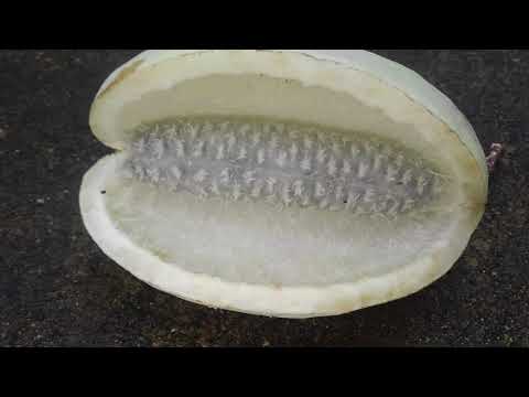 園芸 五葉あけび、チョコレート蔓