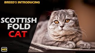 Scottish Fold cat | Do you know the Scottish Fold cat?? | Animal World