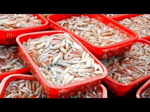 Amazing Giant Squid Cutting and process - Workers Fastest Skills #03