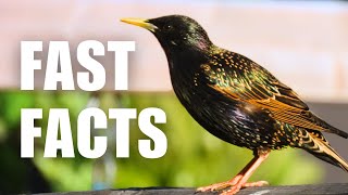 Most People Don't Know these Starling Facts