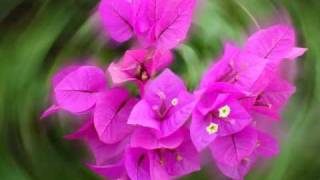 Blowing in the Wind - Instrumental by Celtic Seamus