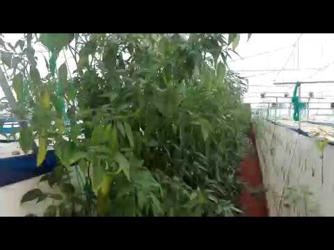 Aeroponics Cultivation - Green Chilly