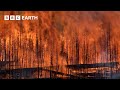 Forest Regenerates After Devastating Fires Yellowstone BBC Earth