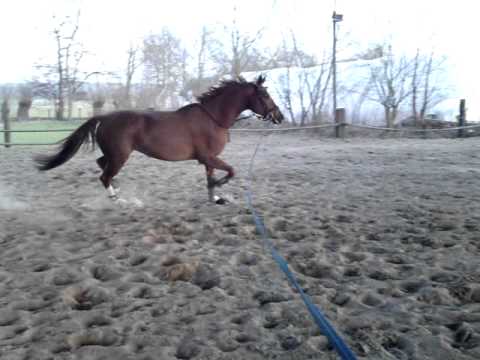 Westfalen Stute v. Belissimo M