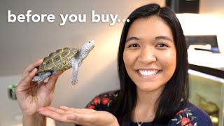 things you NEED to know BEFORE getting a turtle (watch this before you buy one)