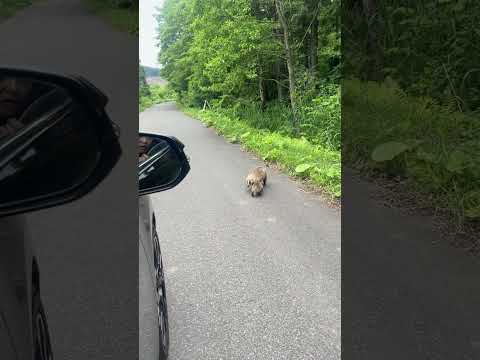 アナグマの種類 - キタブタバナアナグマ (Arctonyx albogularis)