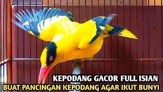 Download lagu KEPODANG EMAS GACOR FULL ISIAN || SUARA KEPODANG GACOR BUAT PANCINGAN DAN SUARA PIKAT KEPODANG mp3