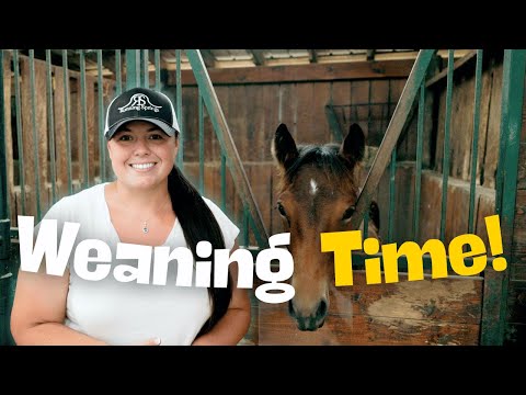 I'm weaning all of the foals today, here we go again...