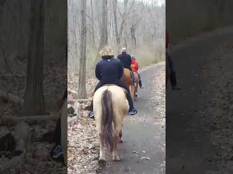 riding horses in nature #horses #shorts #ytshorts #amazing #happy #love #animals #nature #trending