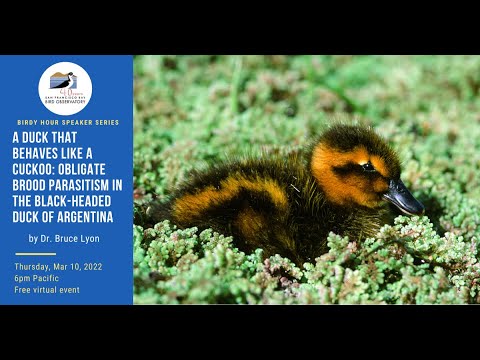 A Duck That Behaves Like a Cuckoo: Obligate Brood Parasitism in the Black-headed Duck of Argentina