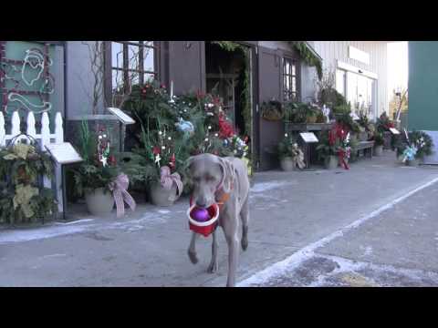 A Canine Christmas