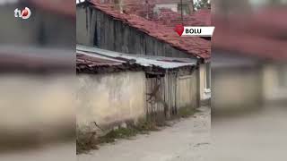 Köpek Seslerini Duyan Tilkinin Yaşadığı Panik Kamerada