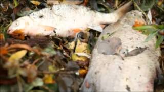 The End of The River - Slovenian subtitles - (English audio version)