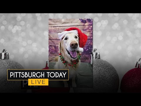 Looking at some of the most festive holiday pets - YouTube
