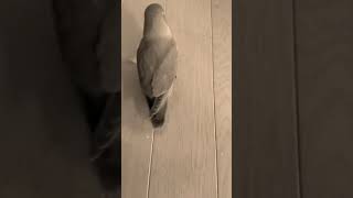 【コザクラインコ】綿棒たのしい。