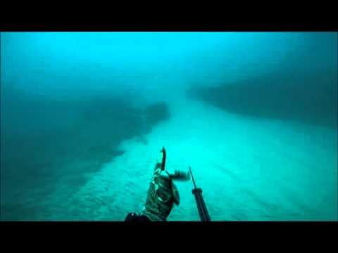 Kingfish free swimming Movie 2015