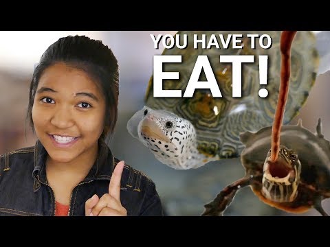 TURTLE ISN'T EATING?!? | How to get your turtle to eat pellets